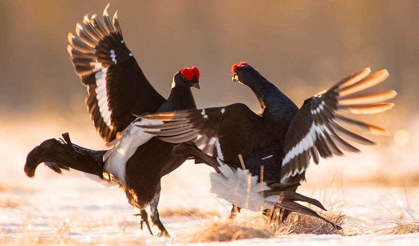 BLACK GROUSE FACTS DISTRIBUTION POPULATION visual data 5